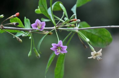 Vahşi doğada bir dal dalı açar Lycium barbarlığı