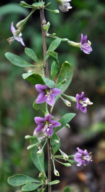 Vahşi doğada bir dal dalı açar Lycium barbarlığı