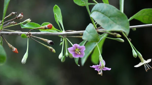 Wild Bloom Twig Lycium Barbarum — Stock Photo, Image