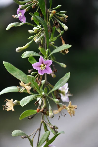 Wild Bloom Twig Lycium Barbarum — Stock Photo, Image