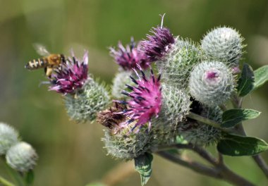 Doğa dulavratotu çiçek. Bitki gıda, halk Hekimliği kullanılan, tatlım