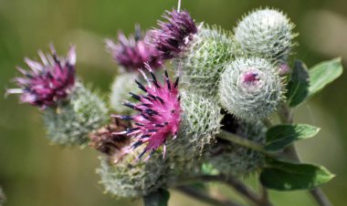 Doğa dulavratotu çiçek. Bitki gıda, halk Hekimliği kullanılan, tatlım