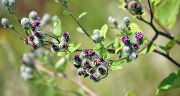 Doğa dulavratotu çiçek. Bitki gıda, halk Hekimliği kullanılan, tatlım