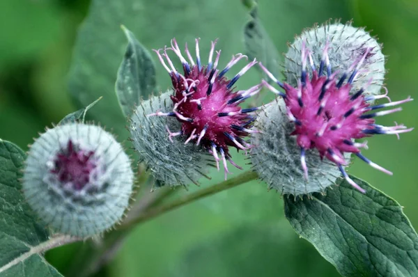 Bloom Nature Burdock Plant Used Food Folk Medicine Honey — Stock Photo, Image