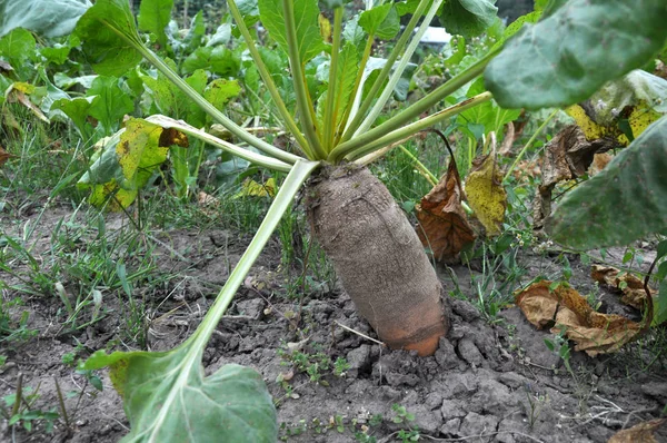 Organic Soil Grows Beet Fodder Used Fattening Animals — Stock Photo, Image