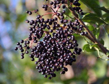 Olgun böğürtlenli mürver sürüsü