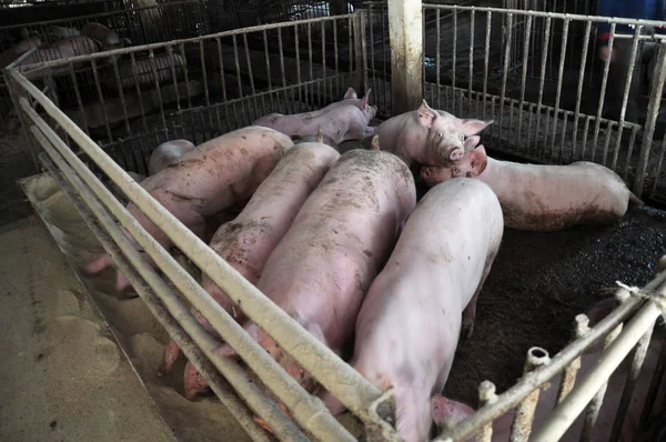 Uma Fazenda Agricultor Alimenta Porcos Para Venda — Fotografia de Stock