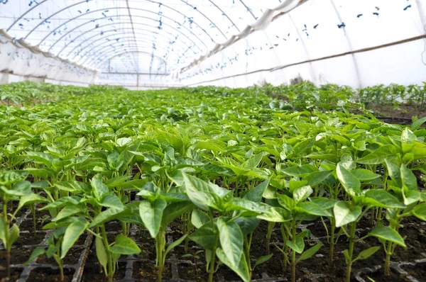 Växande Paprika Plantor Kassetter Ett Växthus Gjord Polykarbonat — Stockfoto