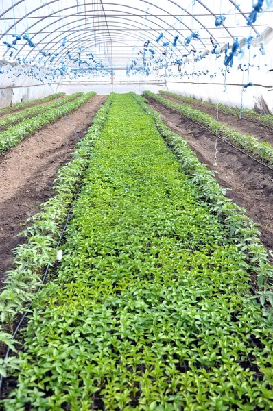 Growing Sweet Pepper Seedlings Cassettes Greenhouse Made Polycarbonate — Stock Photo, Image