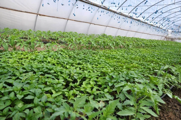 Växande Paprika Plantor Kassetter Ett Växthus Gjord Polykarbonat — Stockfoto