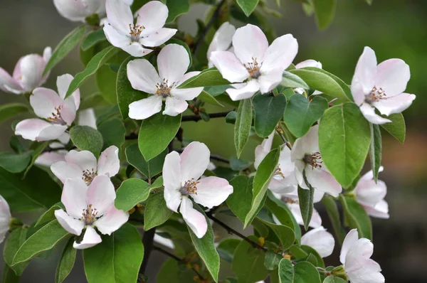 Ayva çiçekli bahar. Bitki halk hekimliği, dekoratif ve gıda endüstrisinde kullanılır
