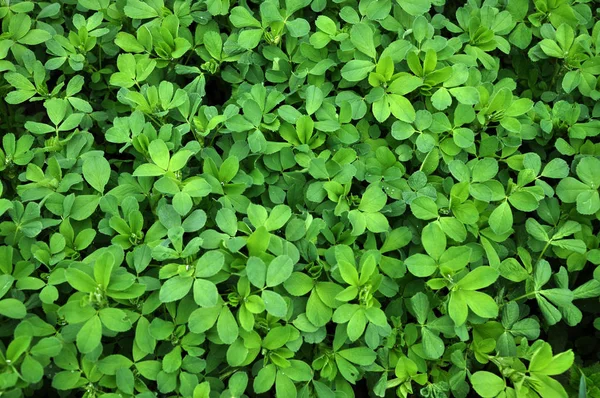 Primavera Alfalfa Joven Crece Campo Valioso Para Alimentación Animal — Foto de Stock