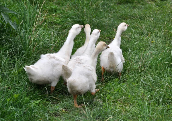 Flock Unga Gäss Betar Gräset — Stockfoto