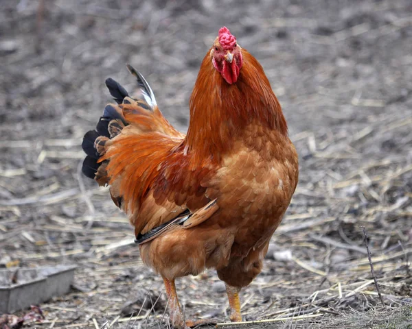 Rustic Yard Cock Poultry Colorful Plumage — Stock Photo, Image