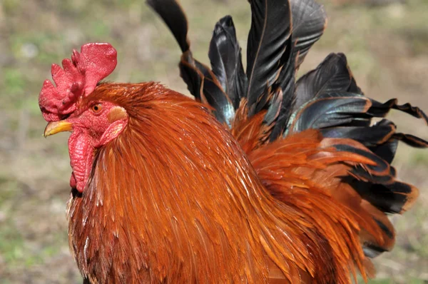 Rustieke Tuin Haan Pluimvee Met Een Kleurrijke Verenkleed — Stockfoto