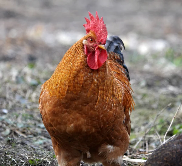 Rustic Yard Cock Poultry Colorful Plumage — Stock Photo, Image