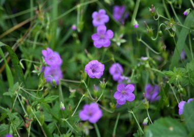 Vahşi doğada, orman blooms Sardunya