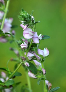 Yabani otlar çiçek çayır