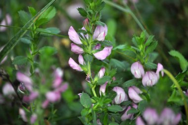 Yabani otlar çiçek çayır