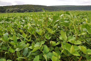 Tarım peyzaj alanı büyüyen soya ile