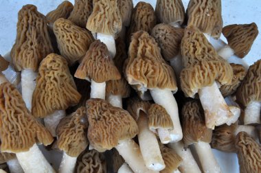 İlk bahar mantar toplanır Morchella