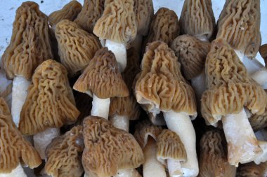 İlk bahar mantar toplanır Morchella