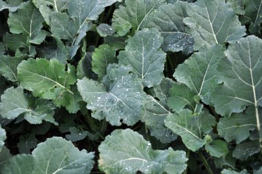 Sonbahar Kış tecavüz bitkilerin iyi bir merdiven alanıyla