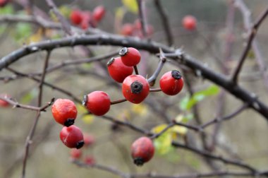 Bush bir dalda olgun kırmızı gül kalça çilek var.