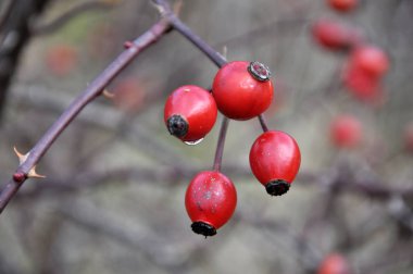 Bush bir dalda olgun kırmızı gül kalça çilek var.