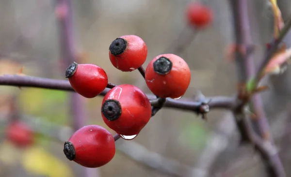 Sur Une Branche Brousse Sont Mûres Hanches Rose Rouge Baies — Photo