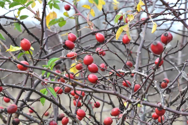 Sur Une Branche Brousse Sont Mûres Hanches Rose Rouge Baies — Photo