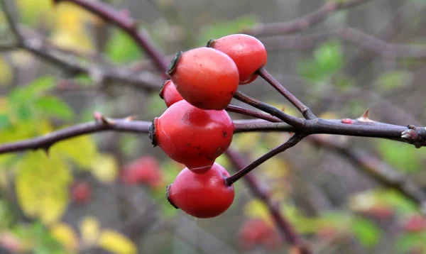 Sur Une Branche Brousse Sont Mûres Hanches Rose Rouge Baies — Photo