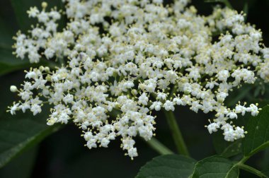 Doğada, mürver çiçeği. Gıda, tatlım, tıbbi, Boyama, ethereal, böcek ve dekoratif bitki. 