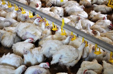 Bir buçuk ay yaş için broiler tavuk büyüyen çiftlik