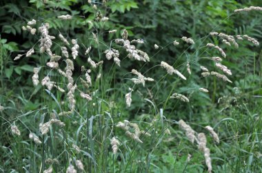 Raceme Dactylis glomerata hayvan ıslahı için değerli yem ürün çiçekli