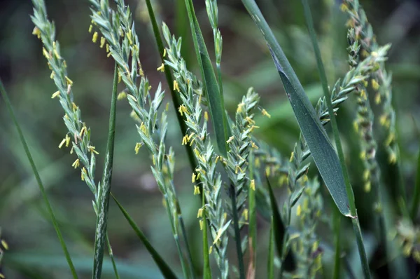 Nature Blooming Ryegrass Lolium Perenne Plant Valuable Food Animals — Stock Photo, Image