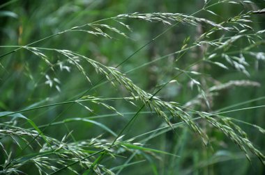 Doğada, bir değerli yem hayvan büyüyen ve bluegrass (Poa trivialis çiçek)
