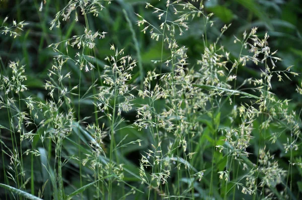 Nature Valuable Forage Animal Growing Blooming Bluegrass Poa Trivialis — Stock Photo, Image