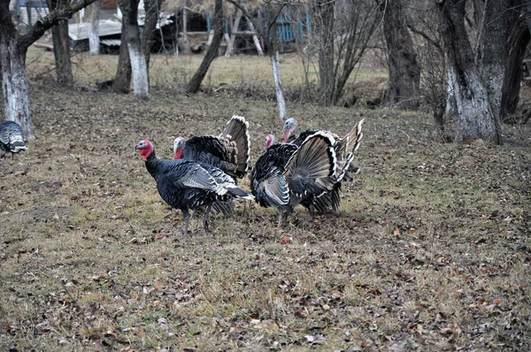 Los pavos caseros se pastan en el jardín — Foto de Stock