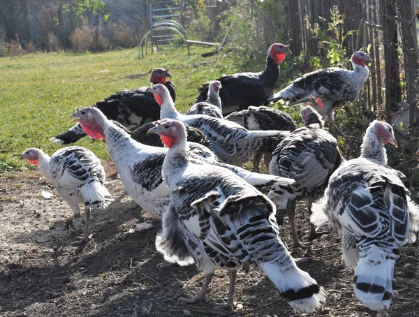 Homemade turkeys are grazed in the garden — Stock Photo, Image