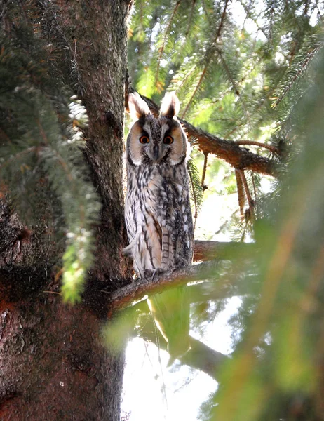 Hibou (Asio otus) assis sur une branche d'un sapin — Photo