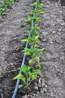 Açık groun sebze büyüyen damla sulama sistemi