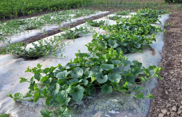 Anbau von Wassermelonen und Melonen unter der Folie im Freien — Stockfoto