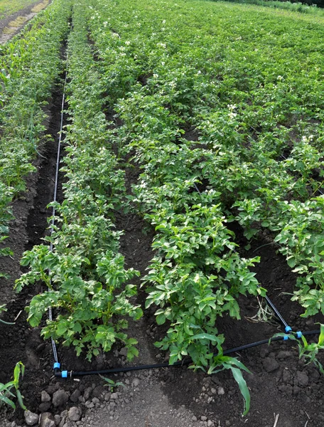 Droppbevattning samtidigt odla potatis — Stockfoto