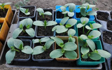 Plastik kap salatalık büyüyen fidan