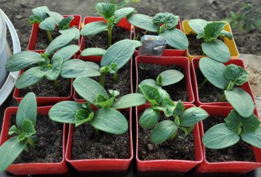 Plastik kap salatalık büyüyen fidan