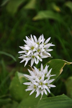 Bahar orman blooms Allium ursinum yaban hayatı