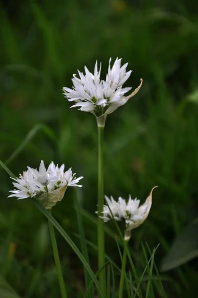 Wildlife in the spring forest blooms Allium ursinum — Stock Photo, Image