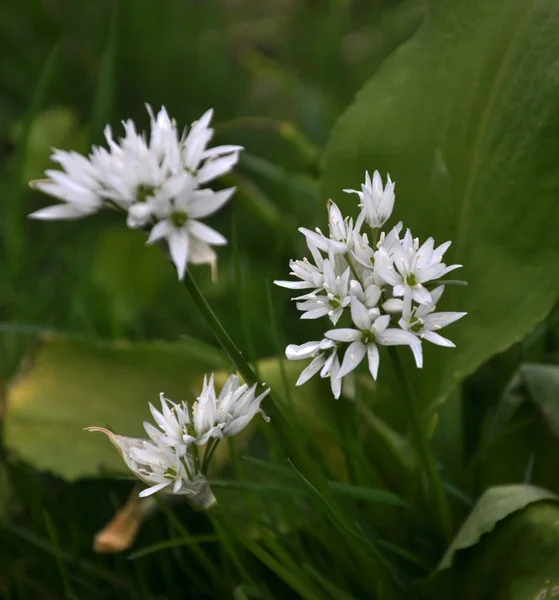 Kehidupan liar di hutan musim semi bermekaran Allium ursinum — Stok Foto