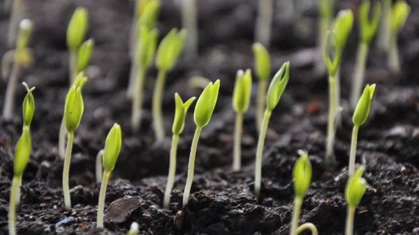 种植幼苗甜椒 — 图库照片